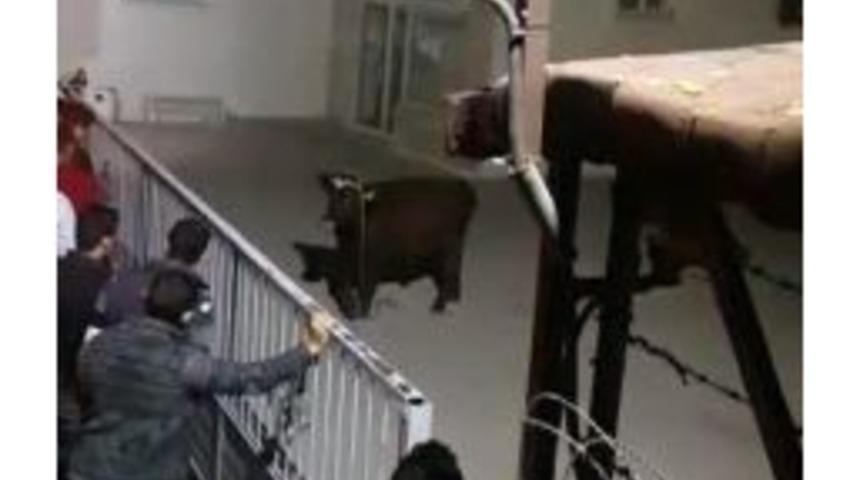 &Ouml;ğrenci Yurdunun Bah&ccedil;esinde Boğa Paniği