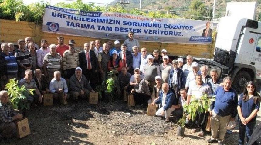 B&uuml;y&uuml;kşehir Belediyesi, &Uuml;reticilere Bin 400 Adet Avokado Fidanı Dağıttı