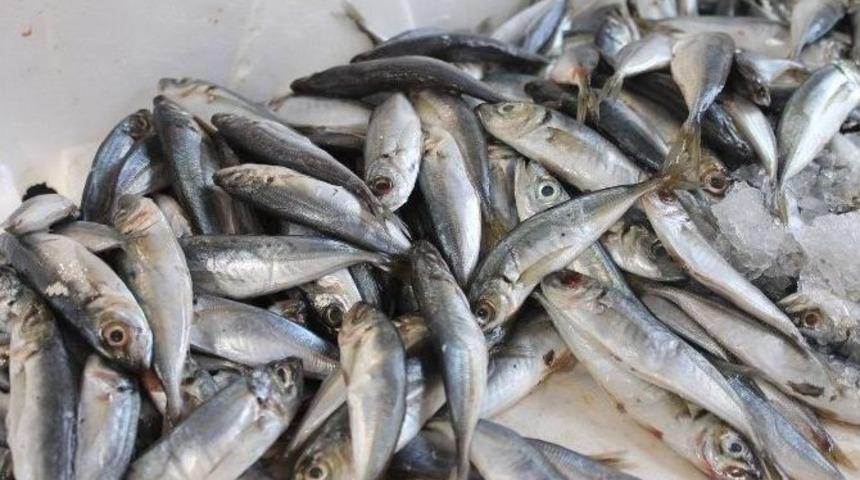 Afyonkarahisar&rsquo;da Balık Fiyatları Y&uuml;z G&uuml;ld&uuml;r&uuml;yor