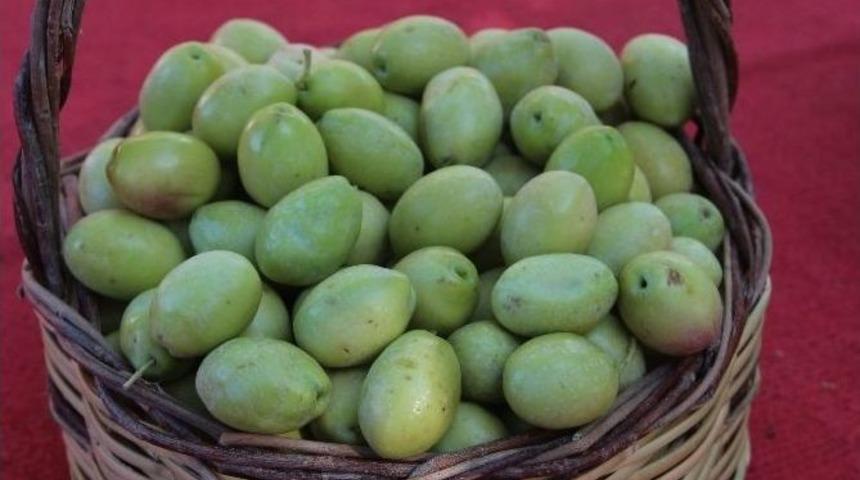 Zeytin Fiyatları Yükseldi Üreticinin Yüzü Güldü