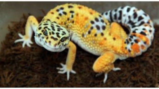 Leopard Gecko, Adrenalin Dünyasında