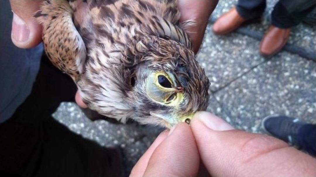 Ka&ccedil;ak Avcılardan Vicdansız Avlanma Y&ouml;ntemi