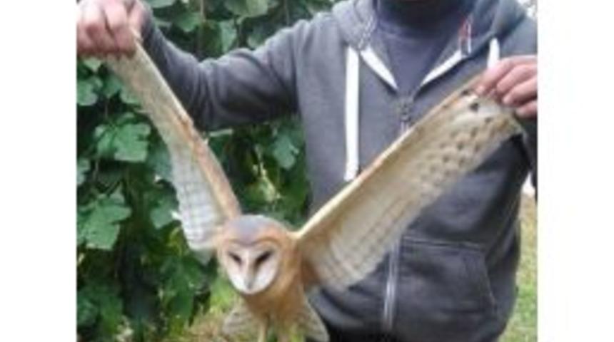 Yaralı "pe&ccedil;eli Baykuş" Koruma Altına Alındı