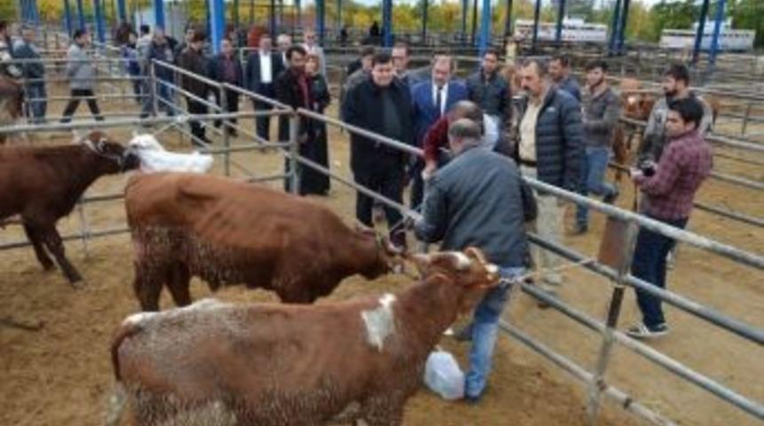 Gen&ccedil; &Ccedil;ift&ccedil;ilere Hibe Hayvan Dağıtımı