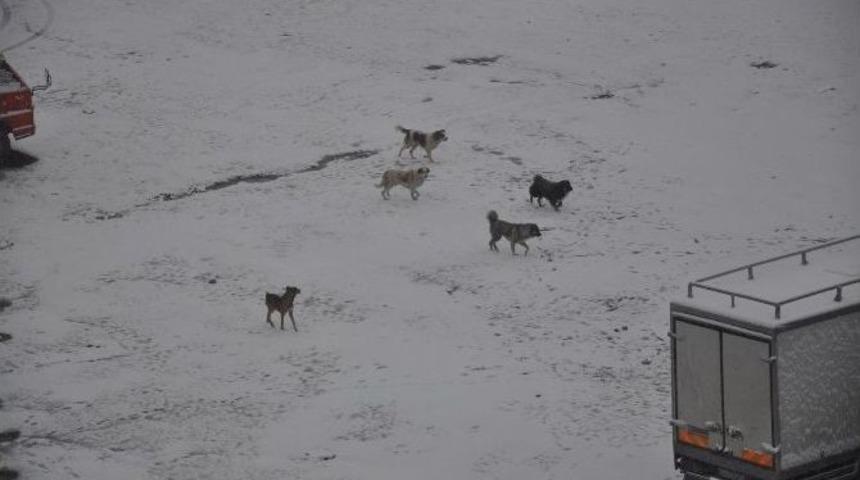 Kars&rsquo;ta Kar Yağışı Etkili Oluyor
