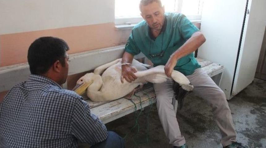 G&ouml;&ccedil; Yolunda Bitkin D&uuml;şen Pelikan Emin Ellerde