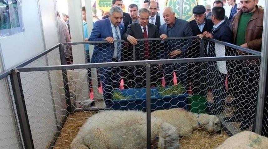 Karaman&rsquo;da 1. Tarım Hayvancılık Ve Gıda Fuarını 30 Bin Kişi Gezdi