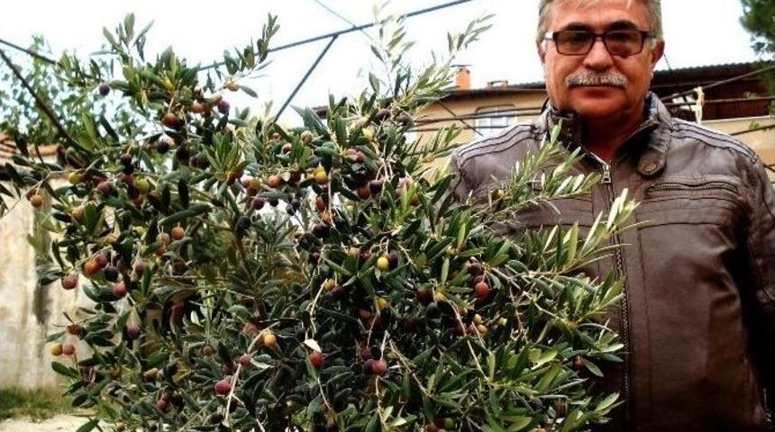 Boyu K&uuml;&ccedil;&uuml;k, Verimi Y&uuml;ksek