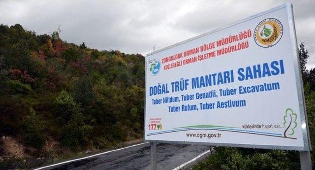 ’trüf Mantarı’nı Köpekler Buldu, Kilosu 3 Bin 500 Euro