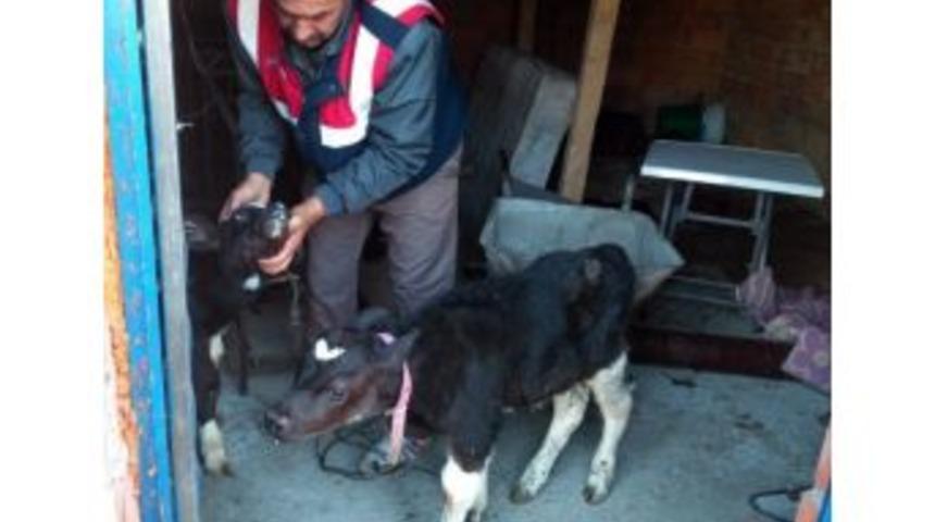 Konya&rsquo;da &Ccedil;alınan Hayvanlar Afyonkarahisar&rsquo;da Bulundu