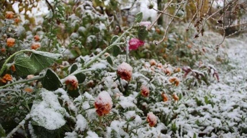 &Ccedil;i&ccedil;ekler Kar Altında