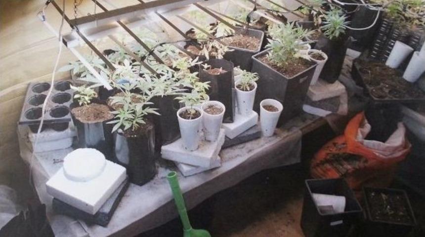 &Ccedil;i&ccedil;ek Saksılarına Hint Keneviri Ekmiş