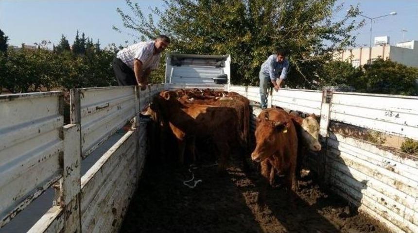 Gen&ccedil; &Ccedil;ift&ccedil;ilere 120 Adet B&uuml;y&uuml;kbaş Hayvan Dağıtıldı