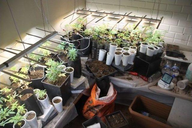 Saksıda Kenevir Yetiştirdi 1