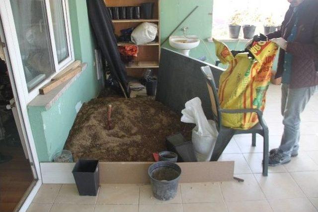 Saksıda Kenevir Yetiştirdi 2