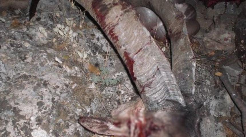 Yaban Ke&ccedil;isi Avlayan İki Kişiye Ceza