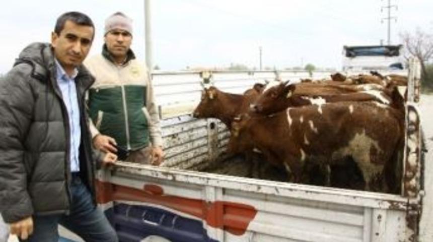 Gen&ccedil; &Ccedil;ift&ccedil;ilere B&uuml;y&uuml;kbaş Hayvan Desteği