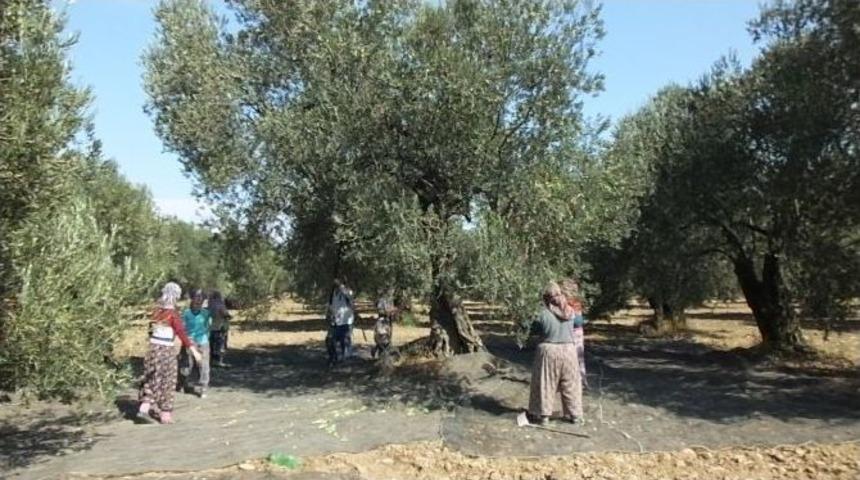 Zeytin Hasadında G&uuml;nl&uuml;k Yevmiyeler Belli Oldu