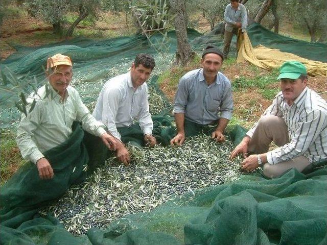 Zeytin Hasadında Günlük Yevmiyeler Belli Oldu