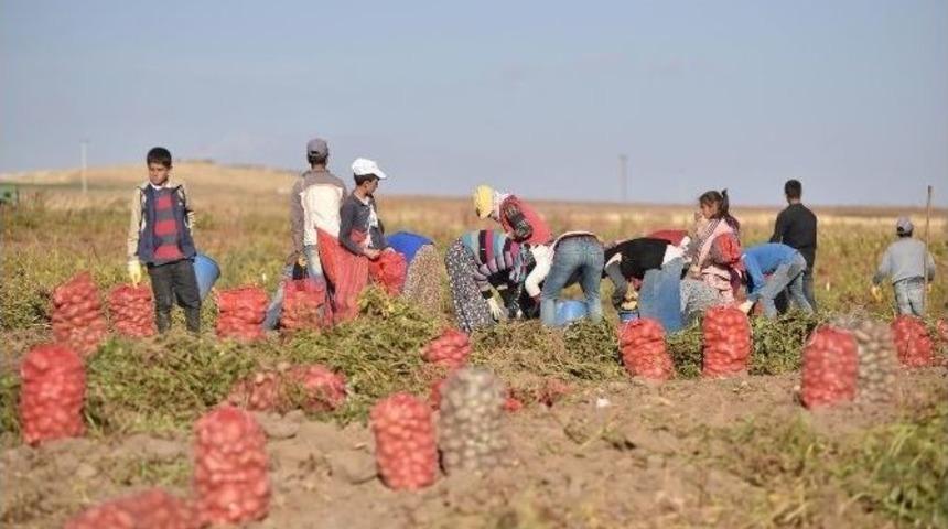 Patates &Uuml;reticileri Dertli