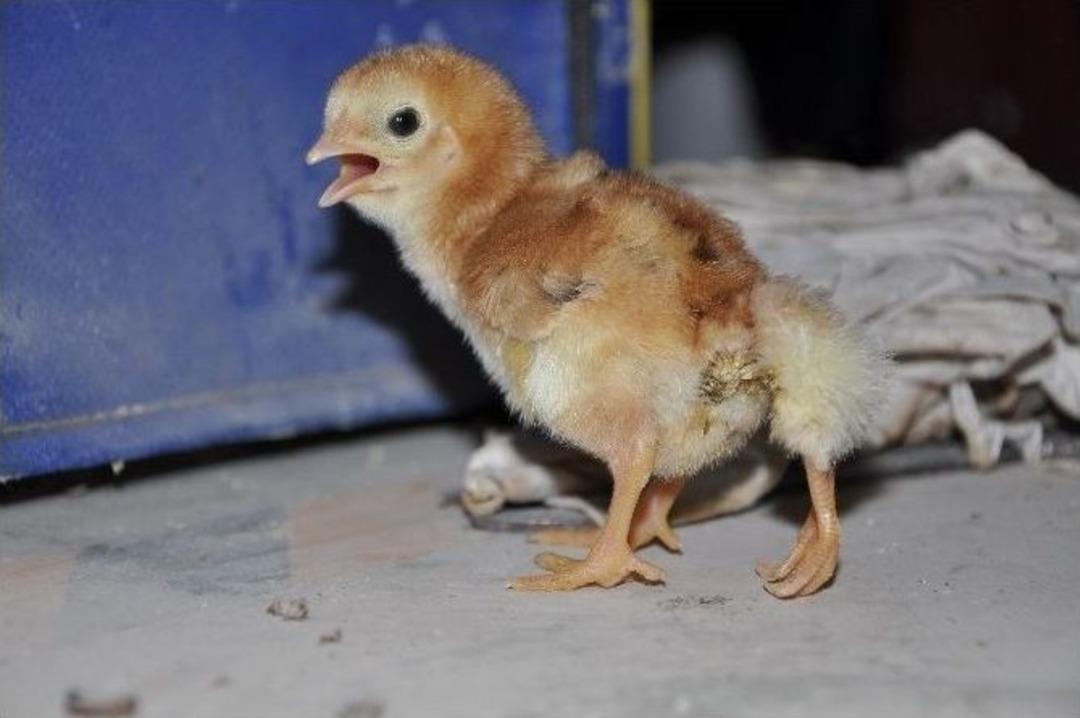 D&ouml;rt Ayaklı Civciv G&ouml;renleri Şaşırttı