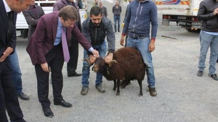 Karako&ccedil;an&rsquo;da 26 &Ccedil;ift&ccedil;iye Hayvan Hibesi Yapıldı