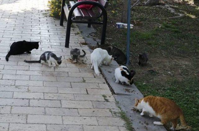 Antalya’da Dört Kedinin Öldürüldüğü Kedi Evi Boşaltıldı