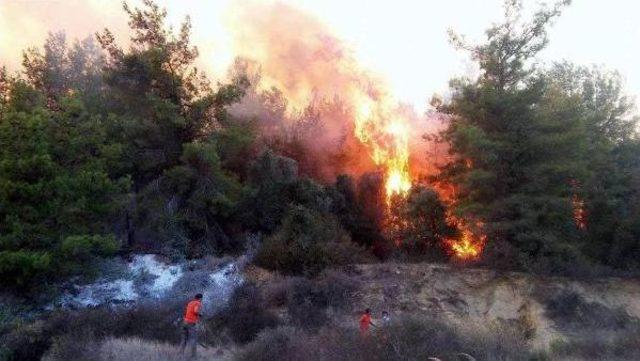 Antalya'da 10 Hektar Ormanlık Alan Ve Zeytin Ağaçları Yandı