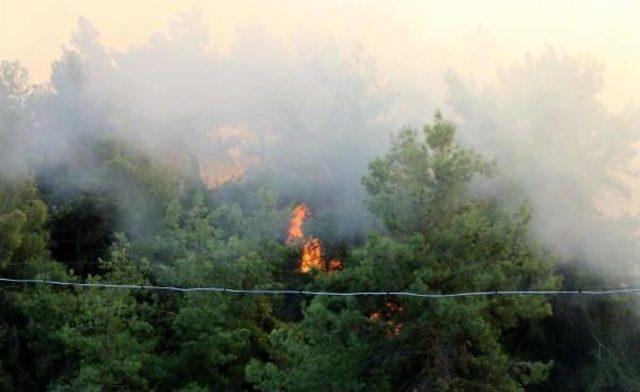 Antalya'da 10 Hektar Ormanlık Alan Ve Zeytin Ağaçları Yandı