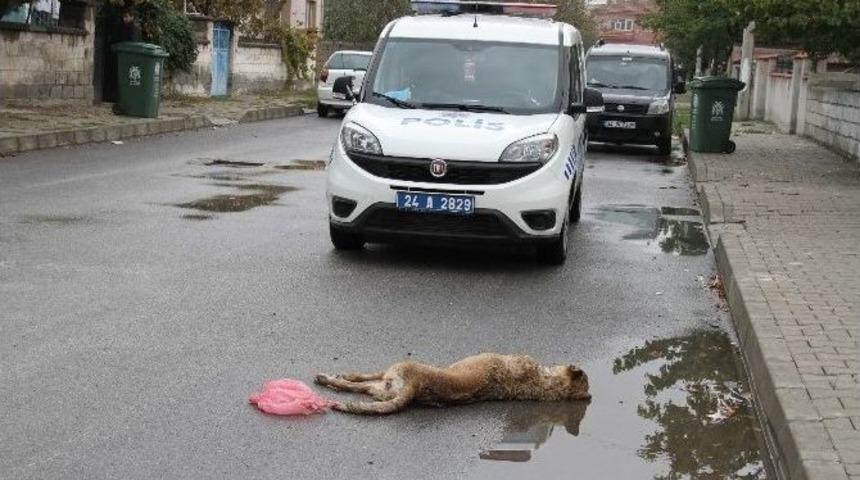 Erzincan&rsquo;da &Ccedil;ocuklara Saldıran 2 Sokak K&ouml;peği &Ouml;ld&uuml;r&uuml;ld&uuml;