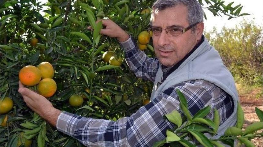 (&ouml;zel Haber) Ukrayna&rsquo;dan İade Edilen Narenciyede Yeni Zararlı Ş&uuml;phesi