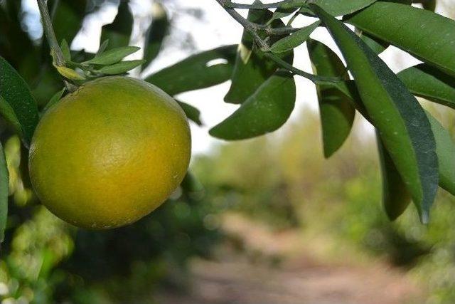 (özel Haber) Ukrayna’dan İade Edilen Narenciyede Yeni Zararlı Şüphesi