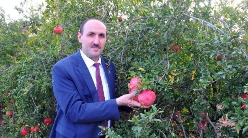 Adana&rsquo;da Yılda 47 Bin Ton Nar &Uuml;retiliyor