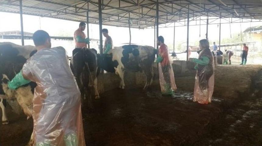 &Ccedil;akı Gibi Tohumlamacı Oldular