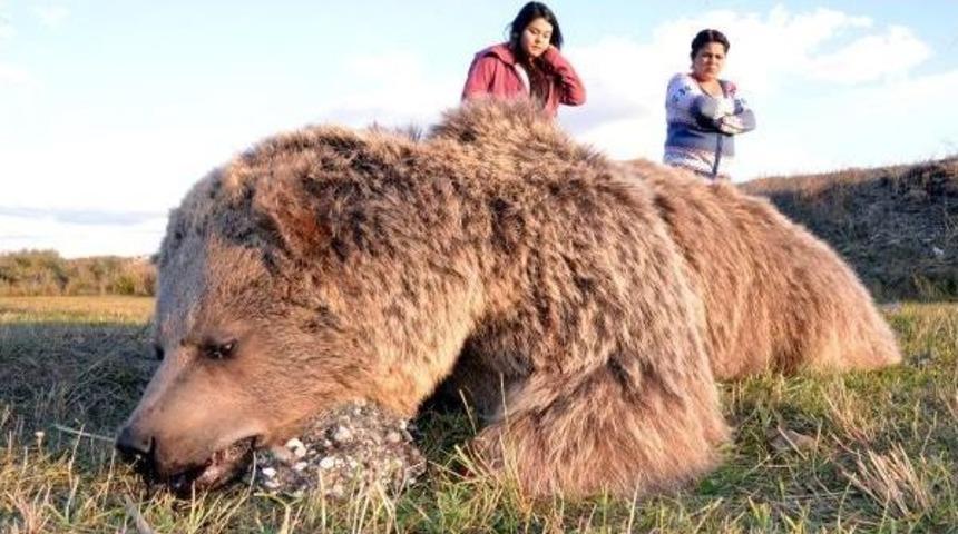 'dikkat Boz Ayı &Ccedil;ıkabilir'