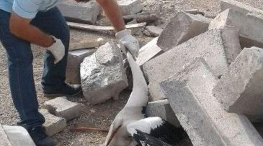 Yaralı Leyleğe Operasyon