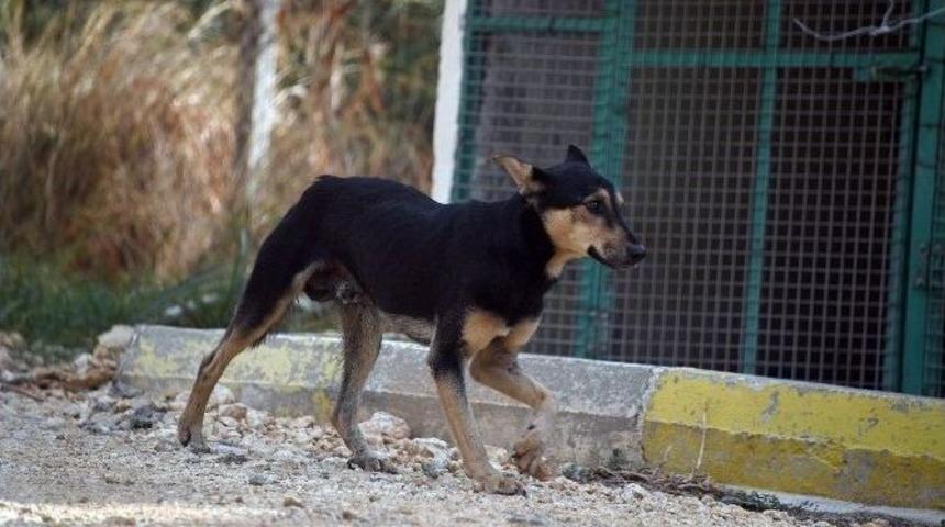 &Ouml;lmek &Uuml;zere Olan Sokak K&ouml;peği Hayata D&ouml;nd&uuml;r&uuml;ld&uuml;