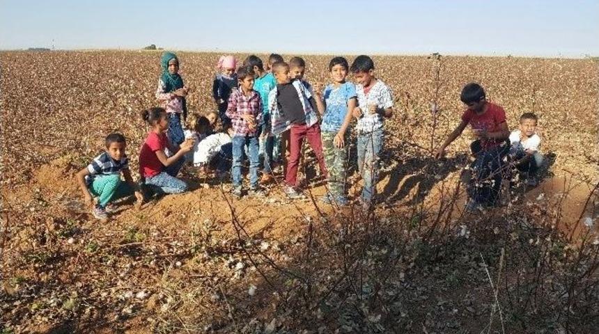 Harran Belediyesinin Tohum&rsquo;u Meyve Vermeye Başladı