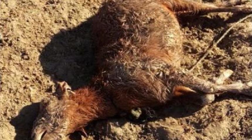 Sokak K&ouml;peklerinin Saldırdığı 9 Ke&ccedil;i Telef Oldu