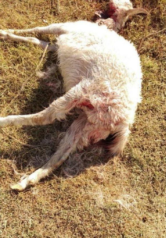 Sokak K&ouml;peklerinin Saldırdığı 9 Ke&ccedil;i Telef Oldu 1