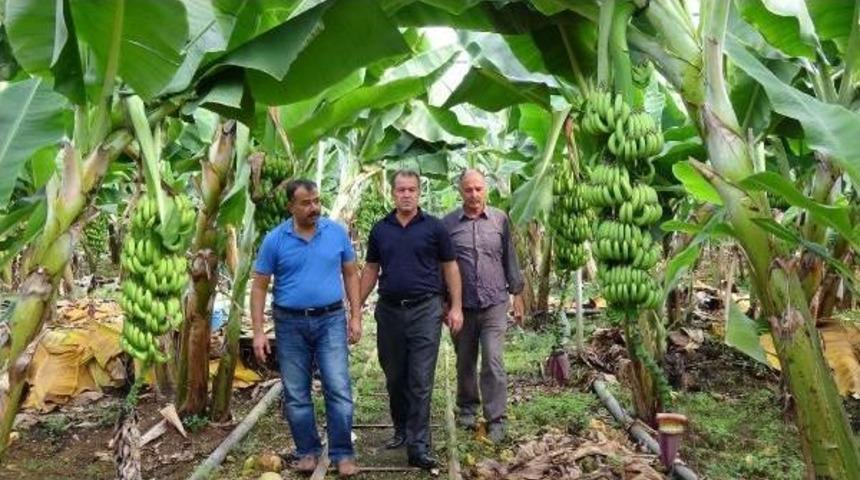 &Uuml;rettiği Zirai Ila&ccedil;la Muz &Uuml;reticilerine Umut Olacak