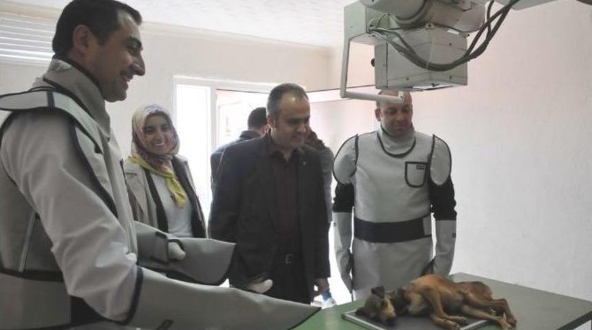 İneg&ouml;l&rsquo;de 128 Hayvan Sahiplendirildi