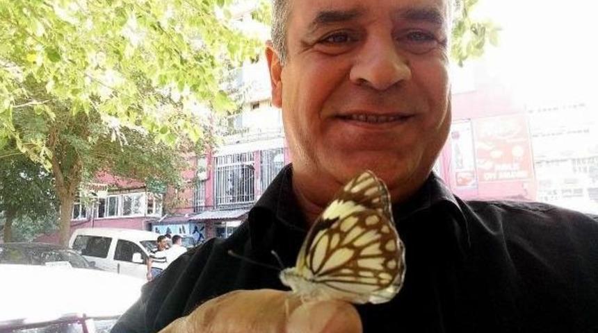 Beyaz &Ouml;nc&uuml; Kelebeği Ilk Kez Siirt'te G&ouml;r&uuml;nt&uuml;lendi