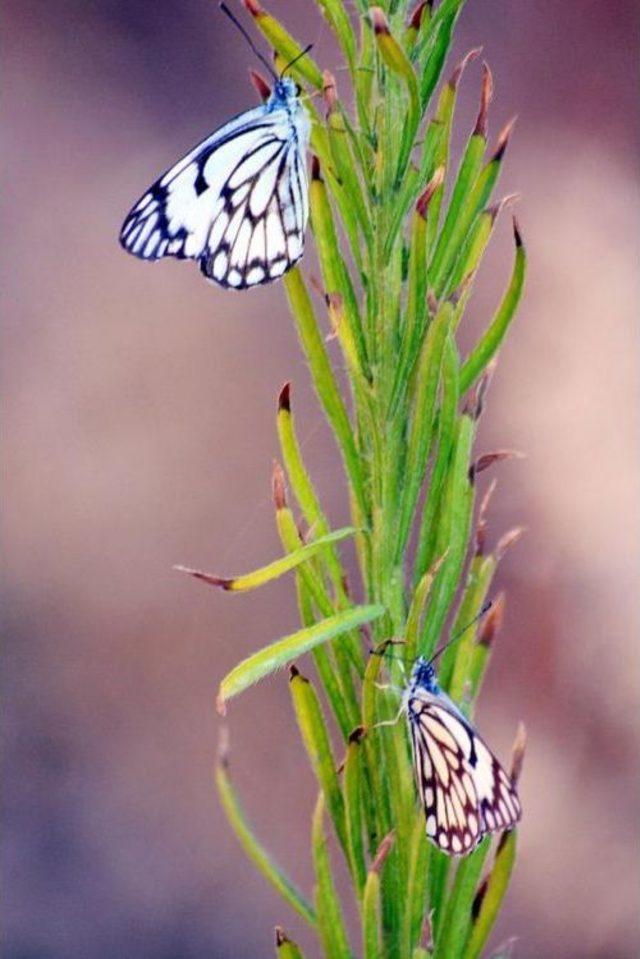 Beyaz &Ouml;nc&uuml; Kelebeği Ilk Kez Siirt te G&ouml;r&uuml;nt&uuml;lendi 1