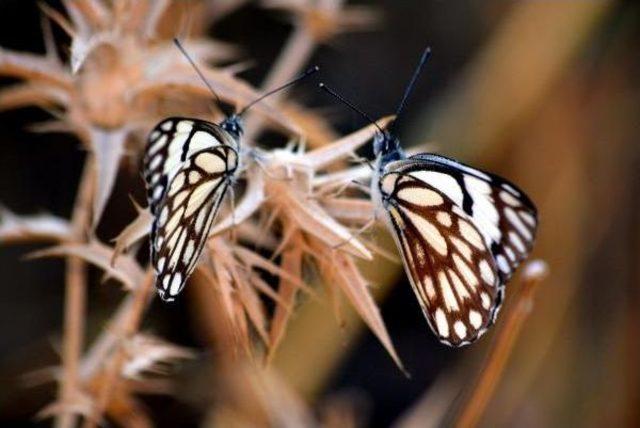 Beyaz &Ouml;nc&uuml; Kelebeği Ilk Kez Siirt te G&ouml;r&uuml;nt&uuml;lendi 2