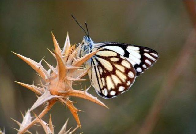 Beyaz &Ouml;nc&uuml; Kelebeği Ilk Kez Siirt te G&ouml;r&uuml;nt&uuml;lendi 3