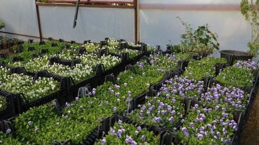 B&uuml;y&uuml;kşehir Alanya&rsquo;da &Ccedil;i&ccedil;eğini Kendi &Uuml;retiyor