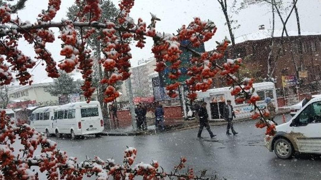 Tatvan Beyaza B&uuml;r&uuml;nd&uuml;