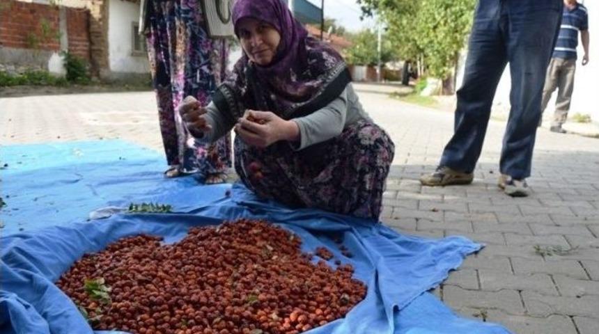 &Ccedil;avuşk&ouml;y&rsquo;de H&uuml;nnap Hasadı