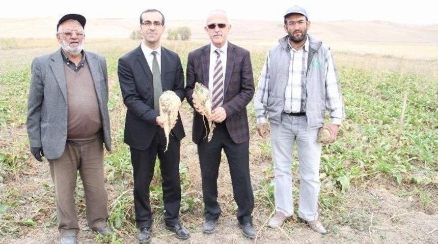 Mikoriza Mantarı &Uuml;r&uuml;n Verimini Ve Kalitesini Artırıyor